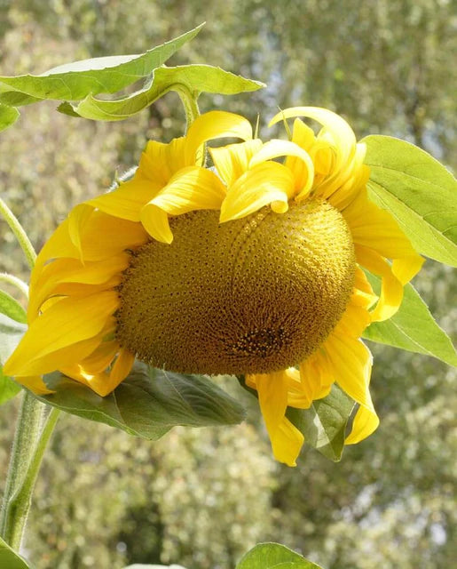 Sunflowers - Giganteus Seeds