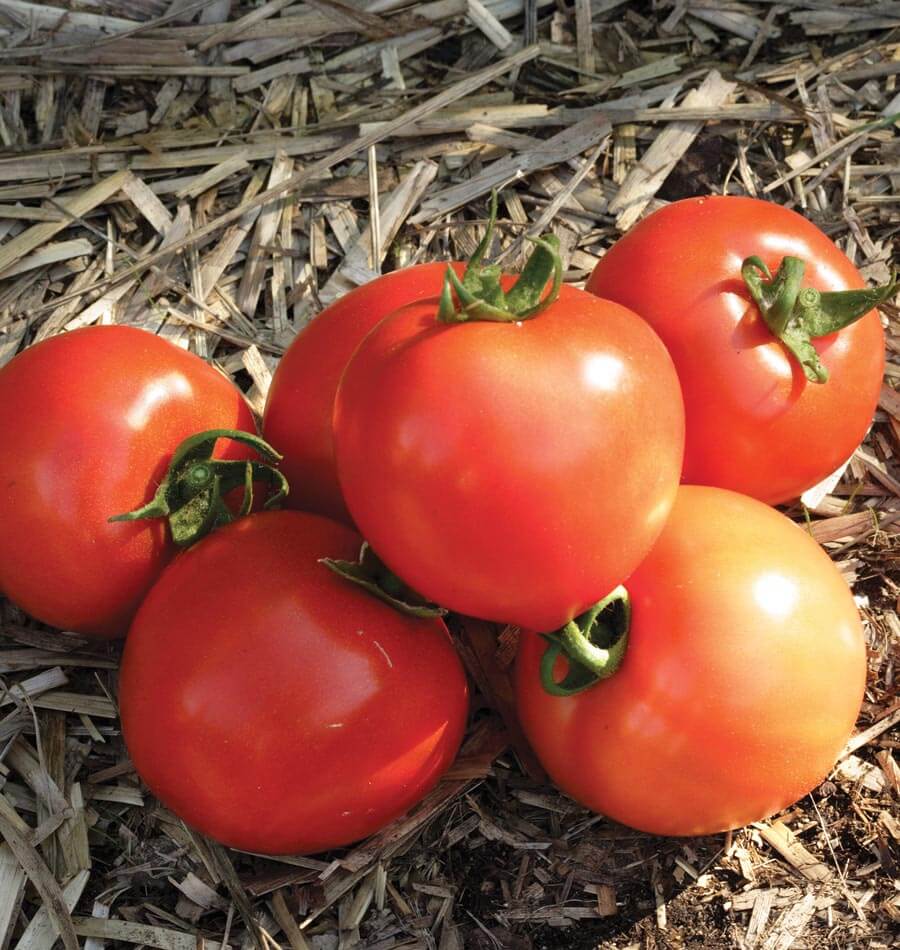 Tomatoes - Early Girl