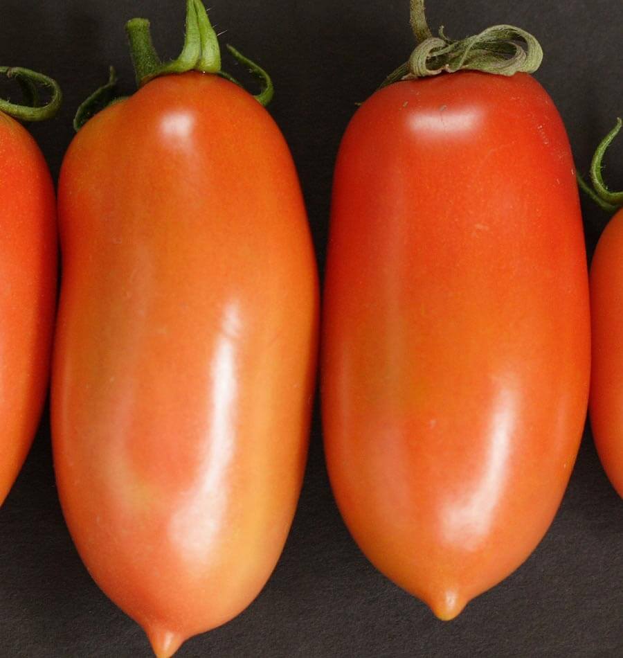 Tomatoes - La Roma