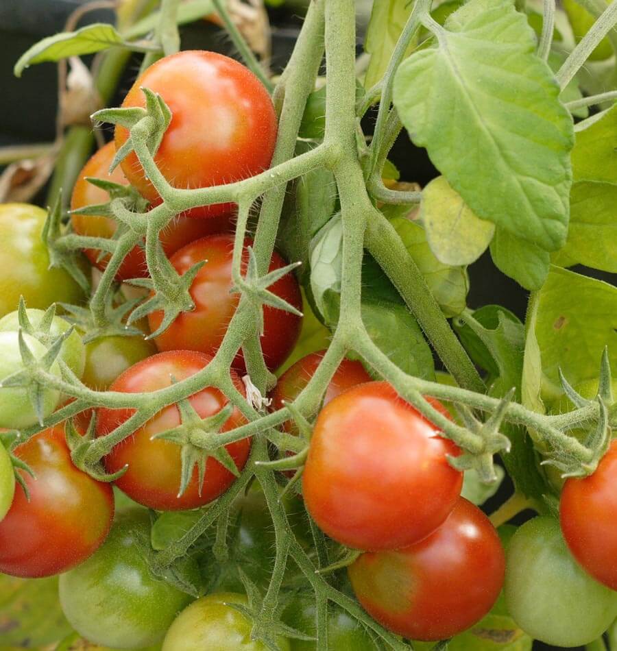 Tomatoes Cherry - Tumbler
