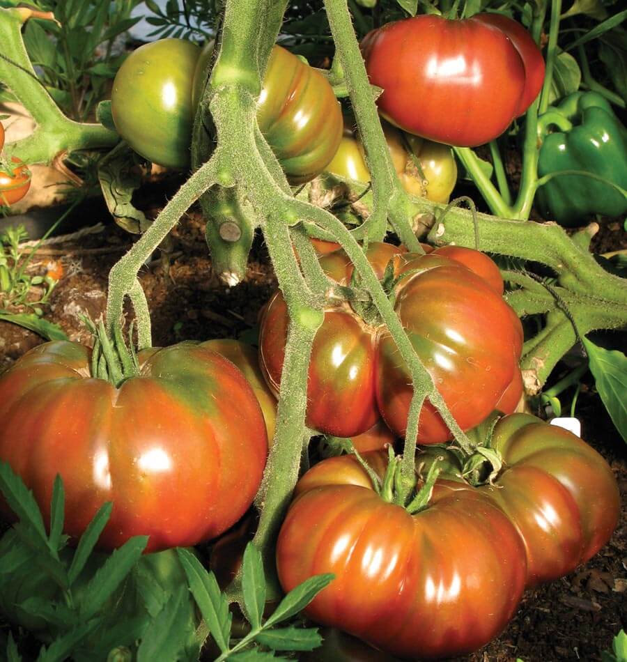 Tomatoes - Black Krim Organic