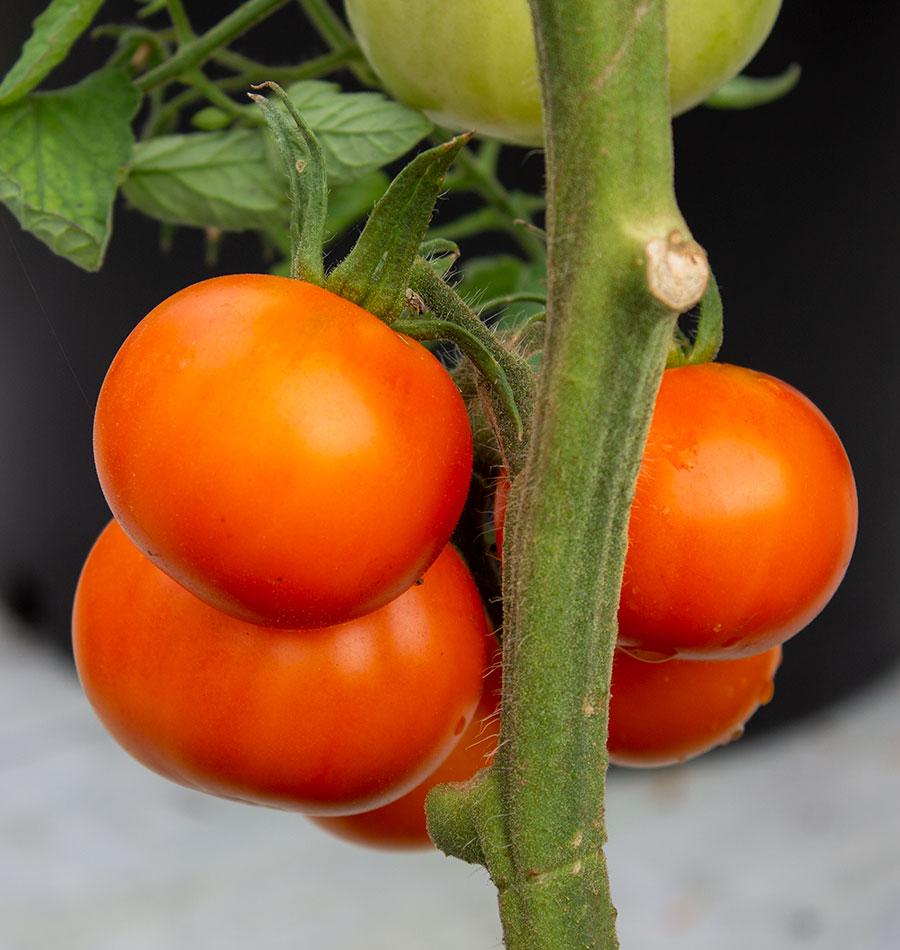Tomatoes - Old German Organic