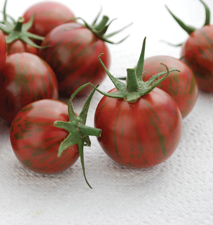 Tomatoes - Purple Bumble Bee Organic