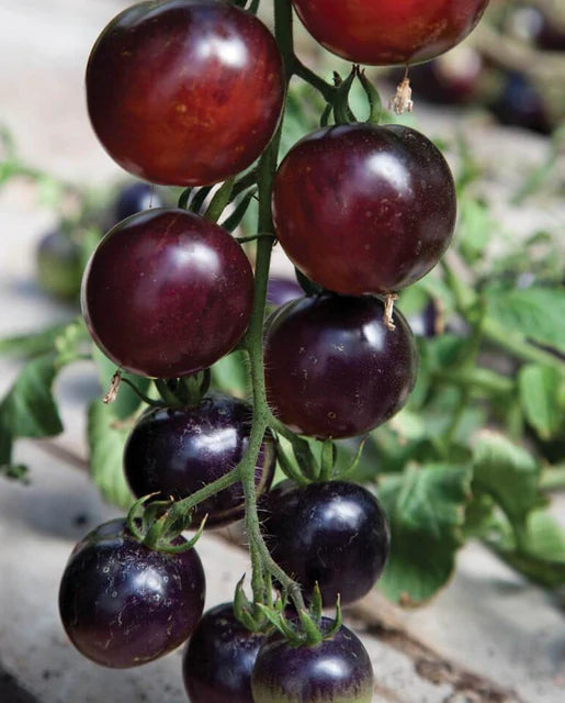 Tomatoes - Indigo Rose Certified Organic Seeds
