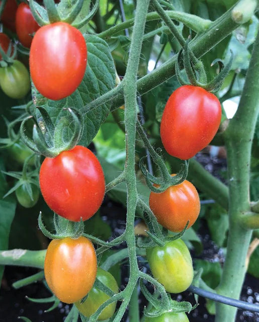 Tomatoes - Principe Borghese Roma Seeds