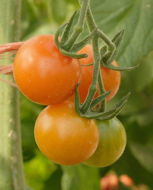 Tomatoes - Sungold Cherry F1 Seeds