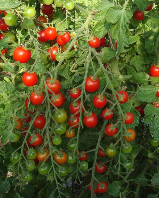 Tomatoes - Sweet Million Cherry F1 Seeds