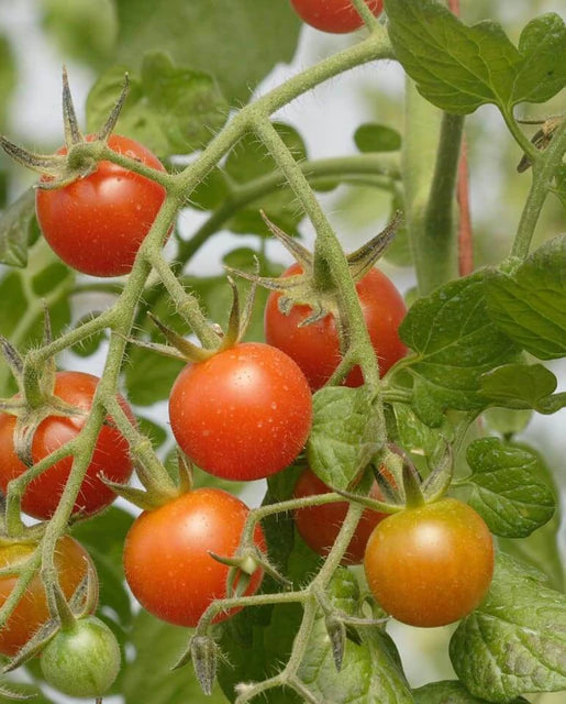 Tomatoes - Sweet Million Cherry F1 Seeds