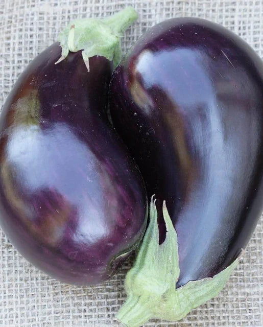 Eggplants - Traviata F1 Certified Organic Seeds