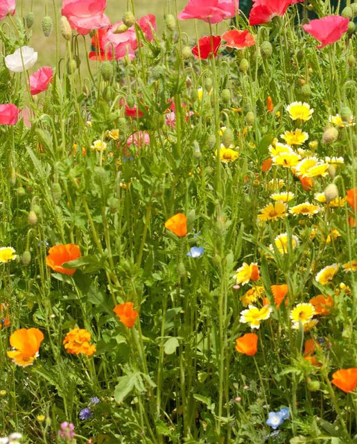 Wildflowers - Bee Garden Blend Seeds