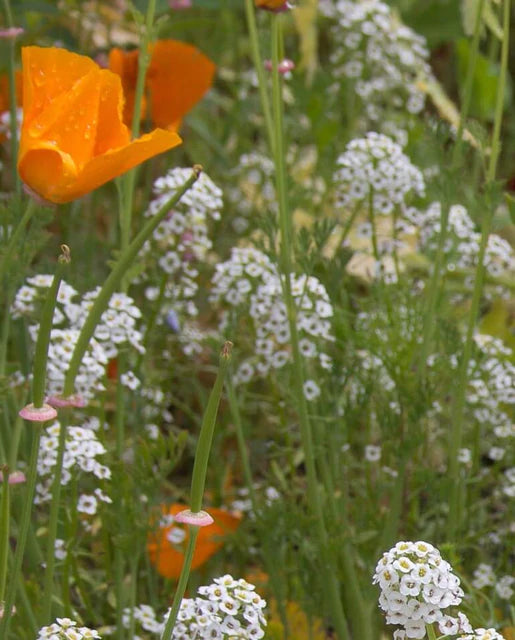 Wildflowers - Beneficial Insect Blend Seeds