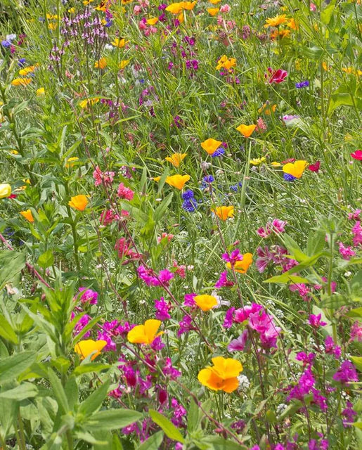 Wildflowers - Butterfly Blend Seeds