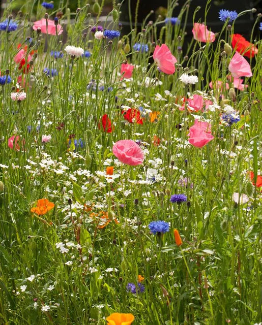 Wildflowers - Knee High Meadow Blend Seeds