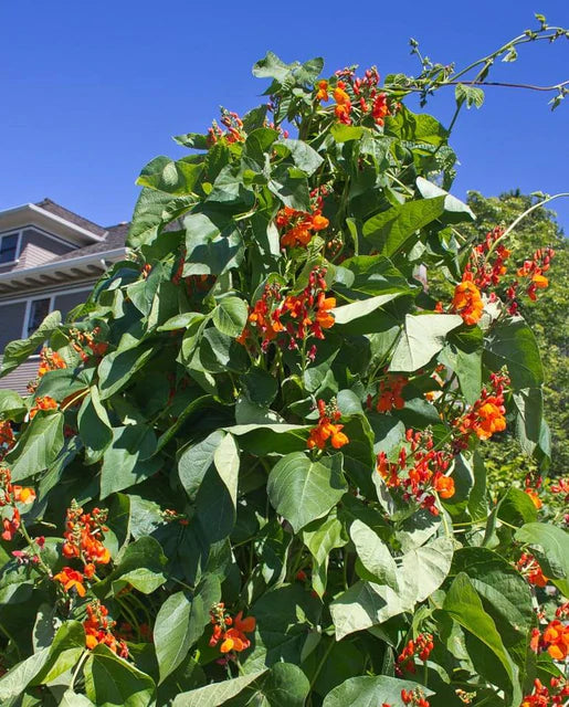 Scarlet Emperor Bean Seeds